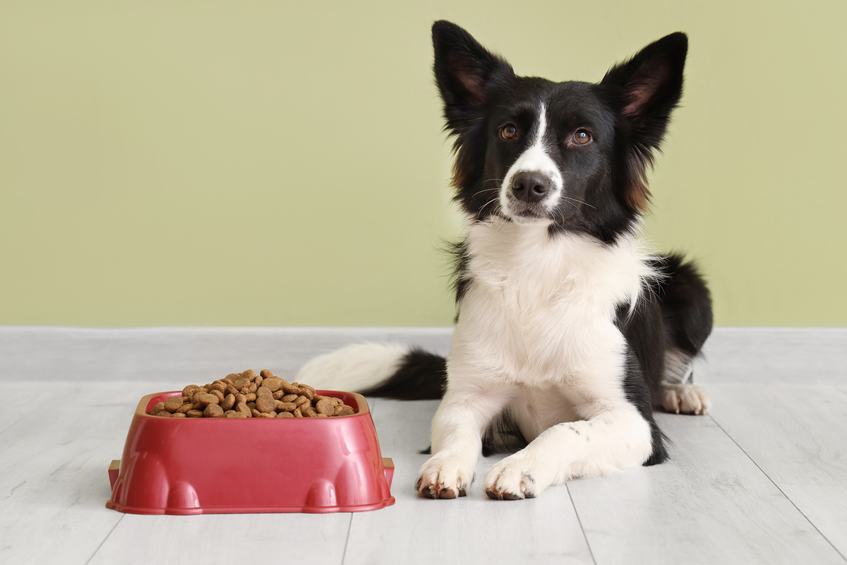 犬の健康を考えた、季節の変わり目の食事管理