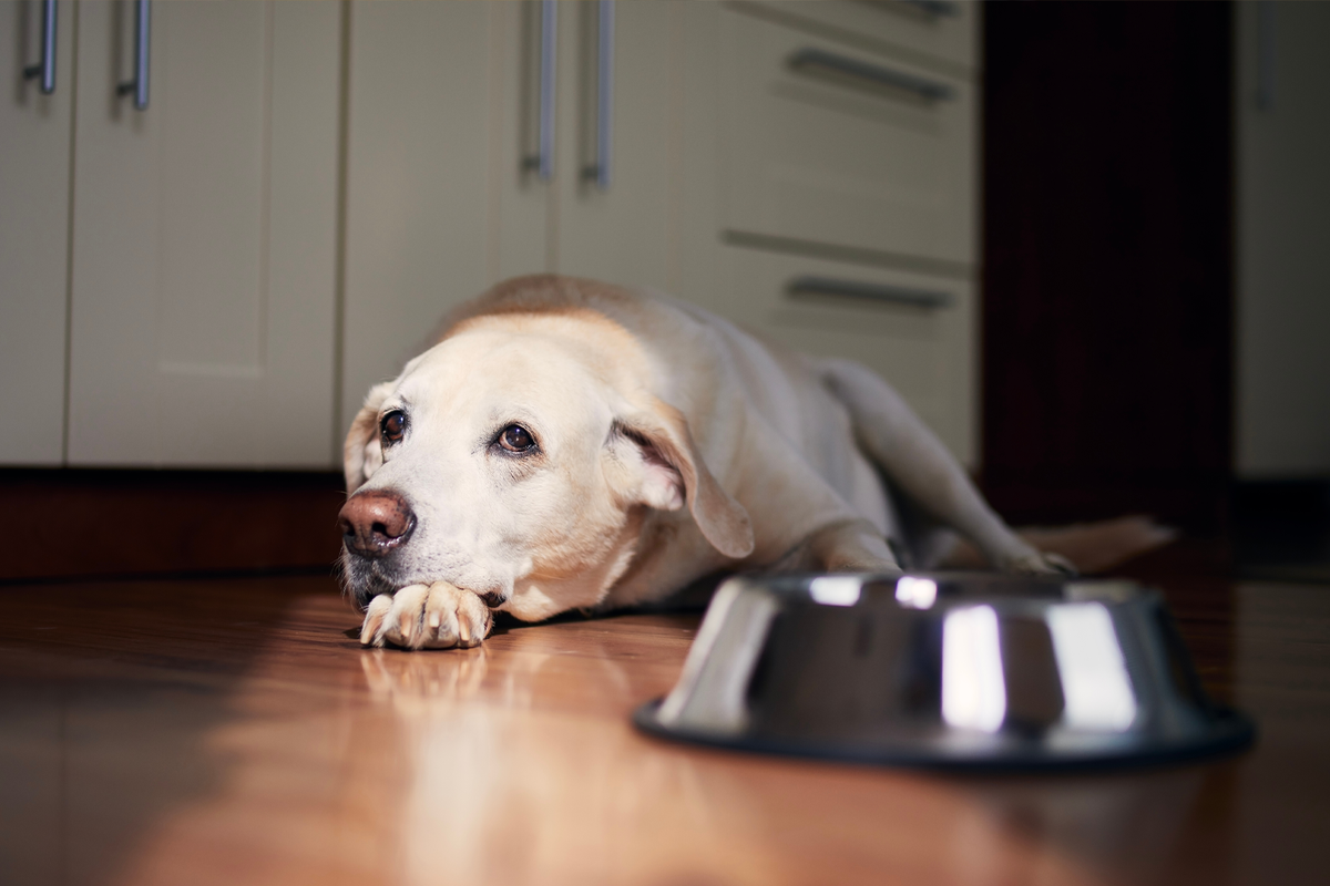 シニア犬のための特別な手作り食レシピ