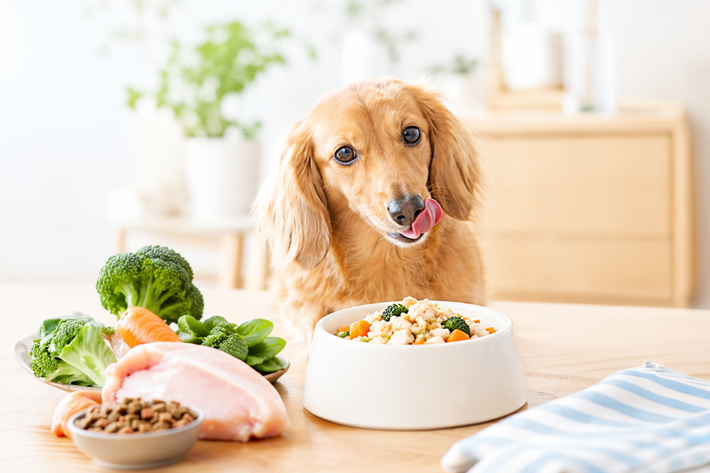 愛犬が太りやすい?カロリーコントロールのポイント