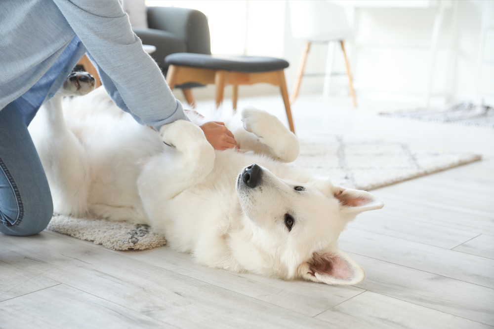 愛犬との幸せな生活:体臭を軽減させるドッグフードの選び方