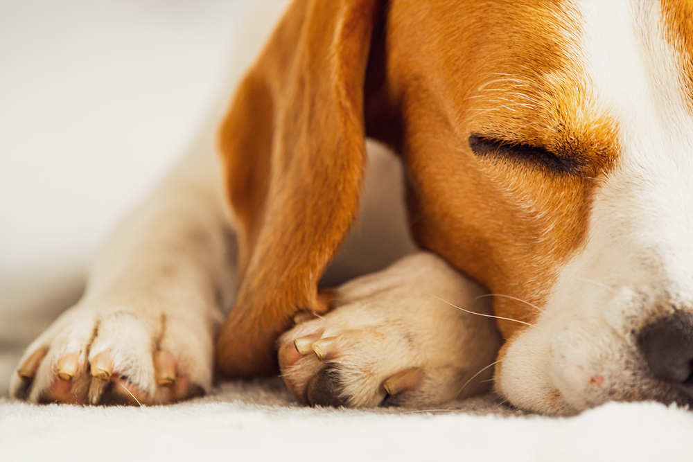 愛犬の「アンチエイジング」を支える栄養ガイド:長生きするワンちゃんのための食事選び