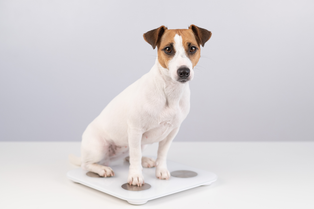 栄養価が高すぎる！？うちの子今日からダイエット犬