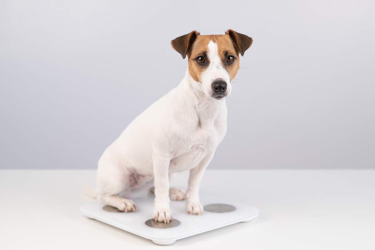 栄養価が高すぎる！？うちの子今日からダイエット犬