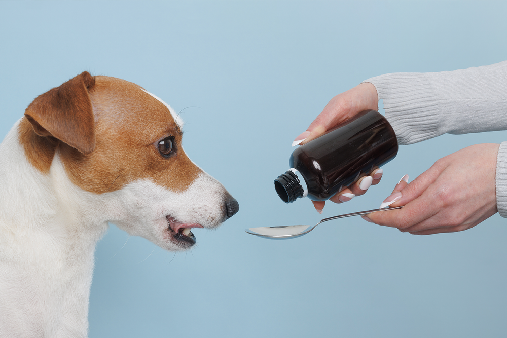犬の食事で気をつけたい塩分量